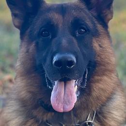 Loki - German Shepherd