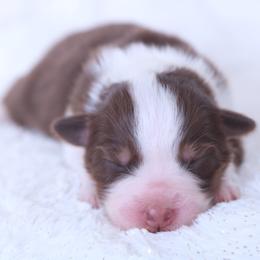 Acts - Red tri-color male Australian Shepherd puppy in Leavenworth, Kansas from Silverbrook Australian Shepherds