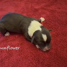 Sunflower - Brown and white female Aussiedoodle puppy in Cartersville, Georgia from Simply Blessed Doodles