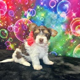 Eminie - Chocolate tan and white female Biewer Terrier puppy in Winston Salem, North Carolina from LaythStone