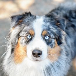 Eli - Australian Shepherd