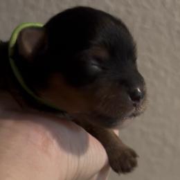Annie - Blue and gold female Yorkshire Terrier puppy in Wagoner, Oklahoma from Rosenthal Yorkies