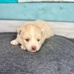 Citrine - White male Pomsky puppy in Krum, Texas from Paw-Some Pomskies