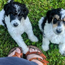 Poodle Puppies from New Hope Standard Poodles