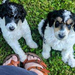 Poodle Puppies from New Hope Standard Poodles