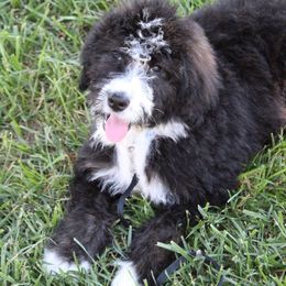 Bernedoodles of Kansas breeder of Bernedoodle