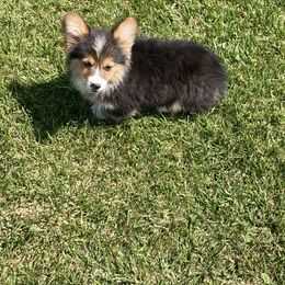 Twix - Black and tan Pembroke Welsh Corgi puppy in Great Bend, Kansas from Mak-N-Hay Farms