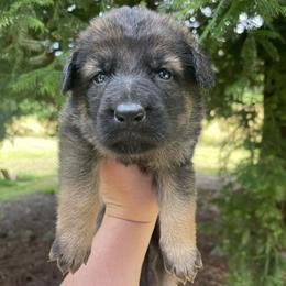 Margarita - Sable female German Shepherd puppy in Oakland, Oregon from VHM German Shepherds