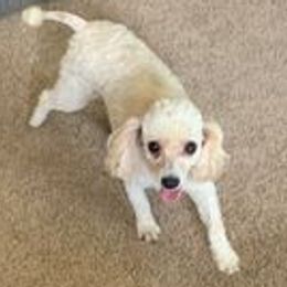 Squeeks - Poodle