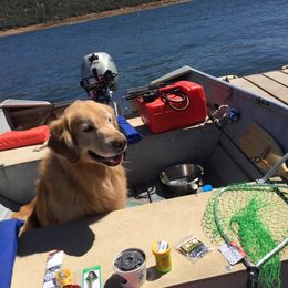 Golden Retriever All Grown Up from Insignia Goldens