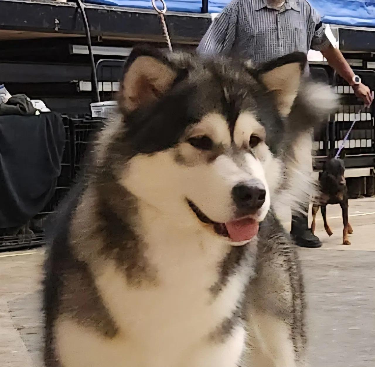 KoKo