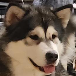 KoKo - Alaskan Malamute