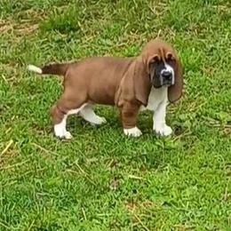 Shiloh - Brown black and white female Basset Hound puppy in Imler, Pennsylvania from Happy Hounds