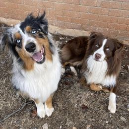 Australian Shepherds from BB Blu Aussies