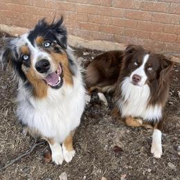 Australian Shepherds from BB Blu Aussies