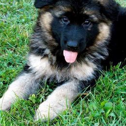 German Shepherd Puppies from Wind Dancer Kennels