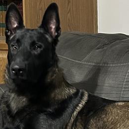 Belgian Malinois from Bayou State Malinois