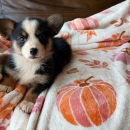 Stella - Black and tan female American Corgi puppy in Graham, Texas from Wild West Corgis
