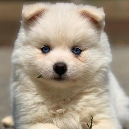 Pomskies from East Coast Pomskies