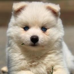Pomskies from East Coast Pomskies
