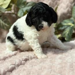 Harry F1b - Black and white male Cavapoo puppy in Wamego, Kansas from Doodles of Oz