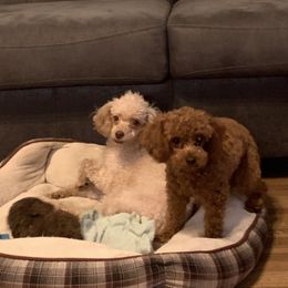Poodle puppies from Sunflower Poodles