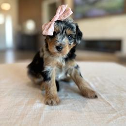 Dior - Blue merle female Aussiedoodle puppy in Queen Creek, Arizona from Sunny Doodles