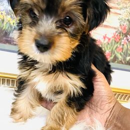 Yorkshire Terrier Puppies from Yuppie Yorkies