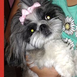 Princess - Shih Tzu