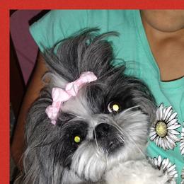 Princess - Shih Tzu