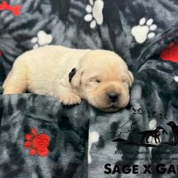 Black collar - Yellow male Labrador Retriever puppy in Beaverdam, Virginia from Riverside Sunset Labrador Retrievers