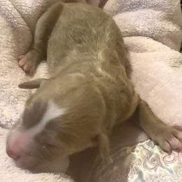 Molly - Red  female Poodle puppy in Akeley, Minnesota from Blessed Acres Miniature Poodles