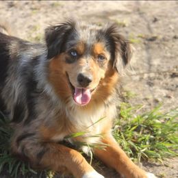 Oaklee - Miniature Australian Shepherd