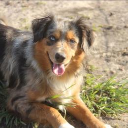 Oaklee - Miniature Australian Shepherd