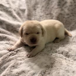 Black - Yellow male Labrador Retriever puppy in Tekonsha, Michigan from Asher Acres Labs