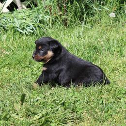 Henrietta - Blue female Australian Cattle Dog puppy in Willamina, Oregon from Cherished Chihuahuas