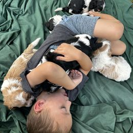 Cavapoo, Cockapoo, Goldendoodle, and Poodle Puppies from Lipscomb Doodles