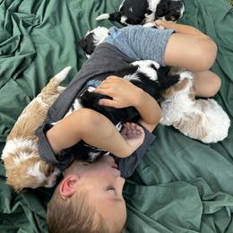 Cavapoo, Cockapoo, Goldendoodle, and Poodle Puppies from Lipscomb Doodles