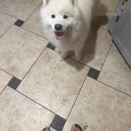 Sabine - Samoyed