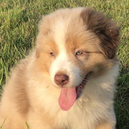 "Shep" - Red merle Australian Shepherd puppy in Edgartown, Massachusetts from Black Pond Australian Shepherds