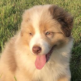 "Shep" - Red merle Australian Shepherd puppy in Edgartown, Massachusetts from Black Pond Australian Shepherds