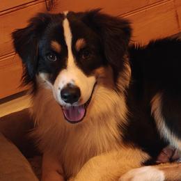 Australian Shepherds from Red Five Kennels