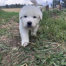 Great Pyrenees Puppies from Nicole's Great Pyrenees