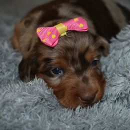 Summer - Dapple female Dachshund puppy in Mansfield, Missouri from Owens Farm
