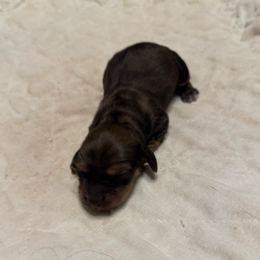 Han Solo - Cream male Dachshund puppy in Early, Texas from The Jewelry Dox