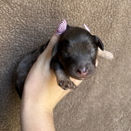 Noomi - Merle male Cockapoo puppy in Indiana from muddy boots cocker spaniels and cockapoos