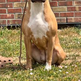 May - Blue fawn female American Pit Bull Terrier puppy in Nine Mile Falls, Washington from Bartin Kennels