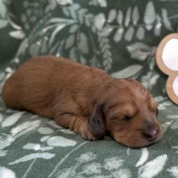 Hallie - Red female Dachshund puppy in Dothan, Alabama from Little House Pups