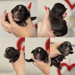 Theodore - Brown male Cockapoo puppy in Lafayette, Louisiana from Kinkade Kennels