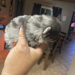 French Bulldog and Pomeranian Puppies from Chaos Central Valley Bulls